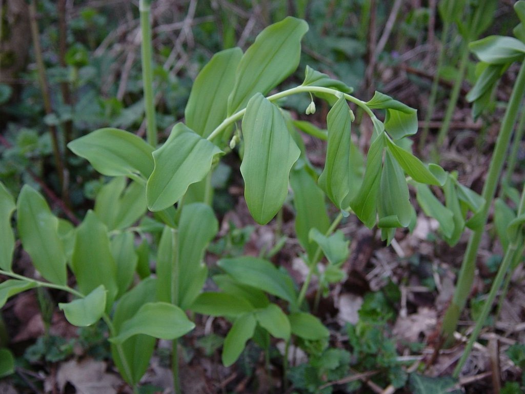 Polygonatum multiflorum